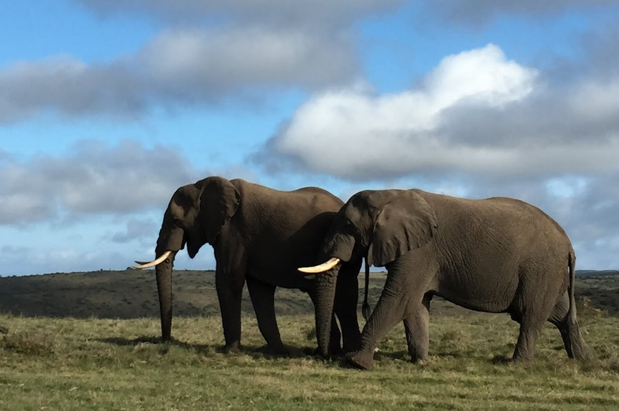 Two elephants walking across grassy plains in South Africa under a cloudy sky

